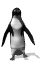 006_pinguino.gif (10734 byte)