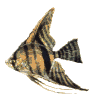 012_pesce.gif (10246 byte)