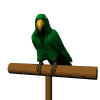 016_papagallo.gif (8578 byte)